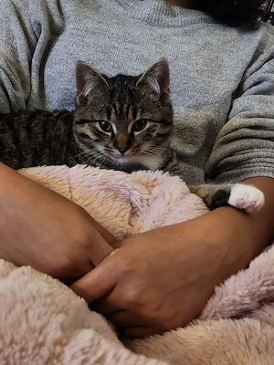 Kater 9 Monate alt sehr verschspielt