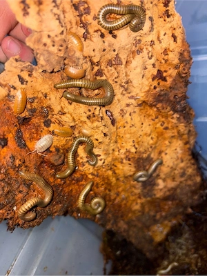 Spirostreptus gregorius Tausendfüßler 