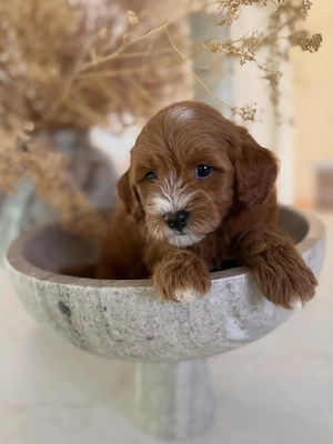 golden doodle 