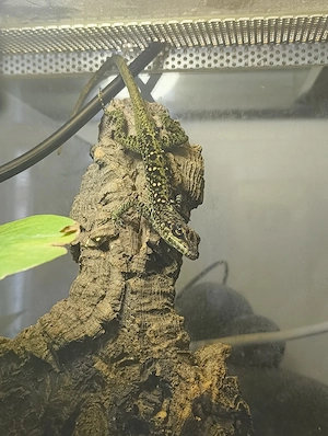 Biete mein Anolis Roquet Summus 1.0 Günstig zu verkaufen 
