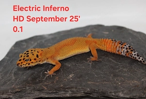 Leopardgecko Weibchen zur Abgabe 