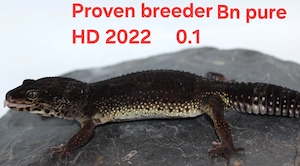 Black night pure Weibchen Leopardgecko 