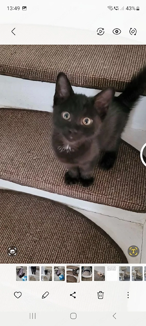 Süsser Siam Mix Kater, Kitten, Babykatze incl Zubehör 
