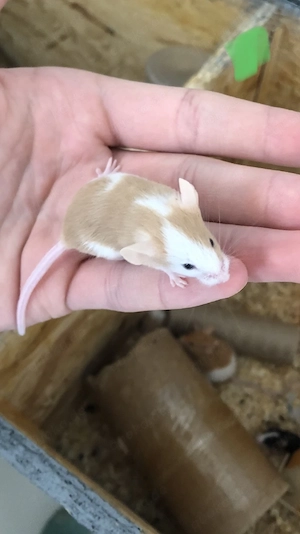 Regelmäßig Farbmäuse, Futtermäuse 