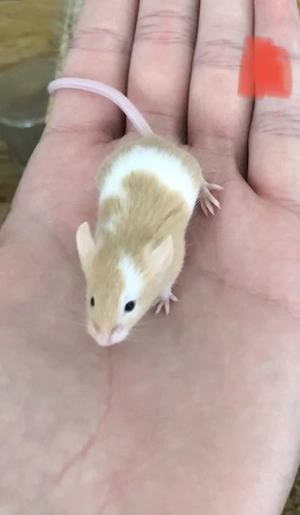 Regelmäßig Farbmäuse, Futtermäuse 