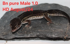 Leopardgecko Männchen Black Night Pure