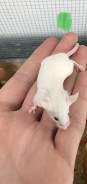 Farbmäuse, Farbmaus, Futtermäuse 