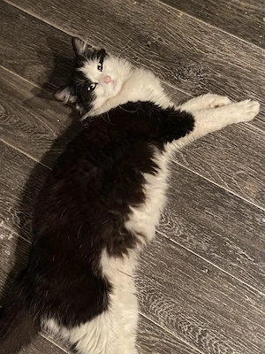 Langhaarkatze zu vergeben, 1 Jahr alt