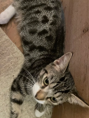 Hübscher verschmuster Kater sucht kuschliges  zu Hause
