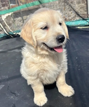 Wunderschöne Golden Retriever Welpen   