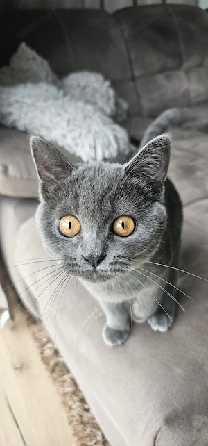 Britisch Kurzhaar Katze BKH Kitten 