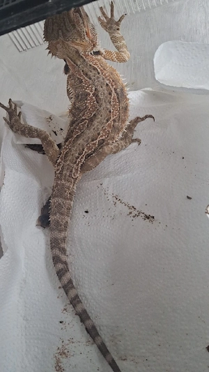 Bartagame (Pogona vitticeps) Weibchen mit komplettem Terrarium zu verkaufen