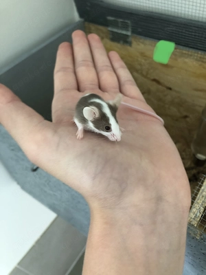 Regelmäßig Farbmäuse, Futtermäuse 