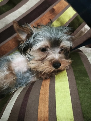 Ein kleines Wunder einer kleinen Es gibt einen Jungen und ein Mädchen. Rasse für eine liebevolle Fam