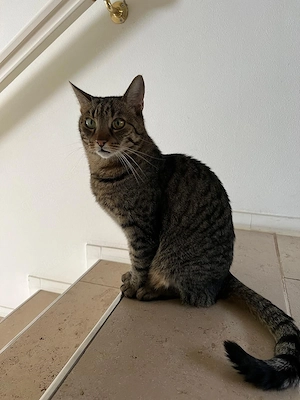 Katze Cleopatra in liebevolle Hände abzugeben