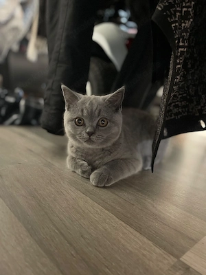 BKH Blue Kitten 