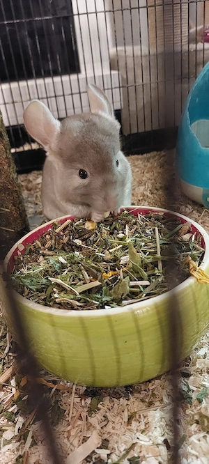 zwei Chinchillas 