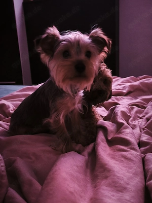 Mädchen.Ich bin ein kleines, flauschiges Wesen und möchte in eine liebevolle Familie kommen.