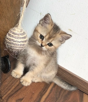 Reinrassige Bkh kitten, Abgabebereit Bild 3