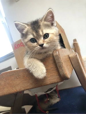 Reinrassige Bkh kitten