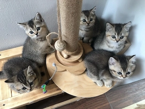 Reinrassige Bkh kitten, Abgabebereit Bild 2