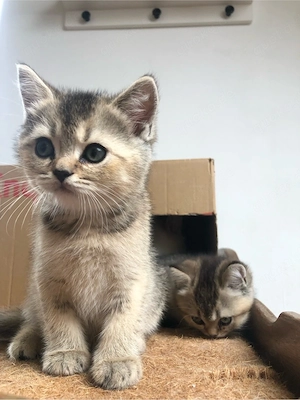 Reinrassige Bkh kitten, Abgabebereit Bild 4