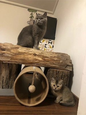 Reinrassige Bkh kitten, Abgabebereit Bild 5