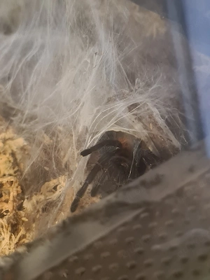 Chromatopelma cyaneopubescens mit terrarium 