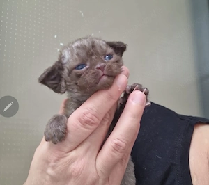 Hübsche Devon Rex Kitten können im Alter von 12 Wochen umziehen 