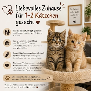 Suche! kätzchen, katze Jung umgebung 65599 