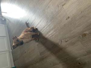Unser Lucky sucht ein neues zu Hause 