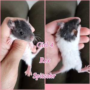 Tolle WM Angebote Ratten Babys super kinderlieb und zahm und sehr verkuschelt 