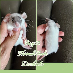 Ratten Babys Farbratten Babys super zahm und kinderlieb 