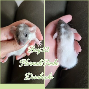 WM Angebote für euch Ratten Babys Farbratten Babys wunderschön und absolute Anfänger Näschen 