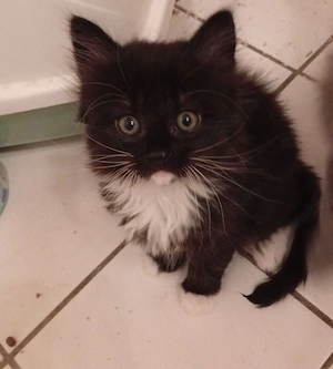 Kätzchen suchen eine neue Familie