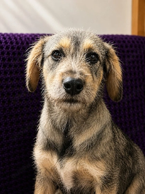 Kairo - Welpe sucht Familie!