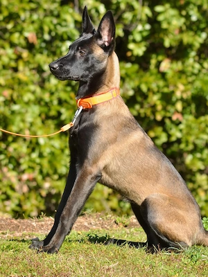 Energiegeladener, drei Monate alter Belgischer Schäferhund 