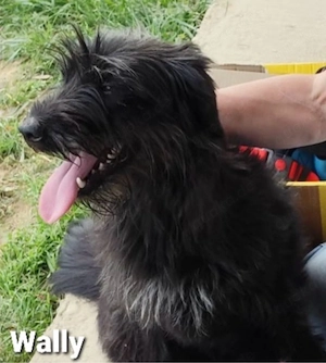 Wally ist ein zauberhaftes Strubbel-Mädel *in einer Pflegestelle*