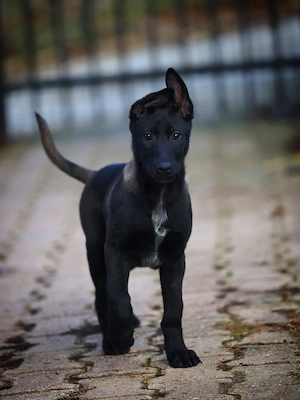 Gesunder, selbstbewusster, 11 Wochen alter Malinois-Rüde sucht ein neues Zuhause. Aufgewachsen