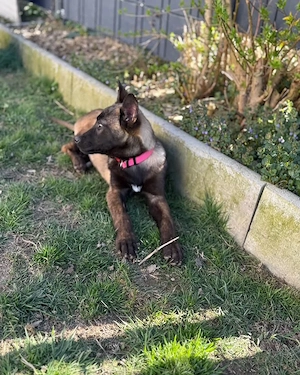 Belgischer Schäferhund (Malinois)