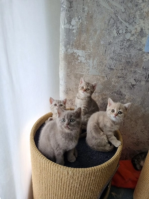 BKH Kitten