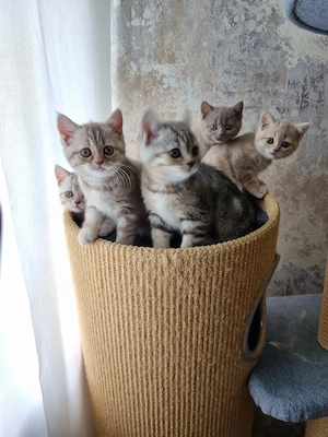 BKH Kitten