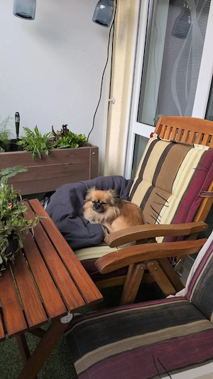 Deckrüde kleine Chihuahua Pekinese seriöse Anbieter