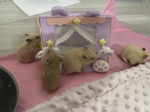 Gold und Teddyhamster Mix 