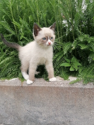 Babykatzen, Kitten