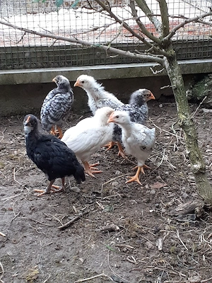 Sechs Küken von großen Legehühnern, bunte Mischung, abzugeben