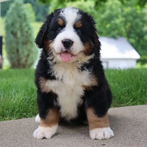Wunderschöne Berner Sennenhund-Welpen suchen ein liebevolles Zuhause