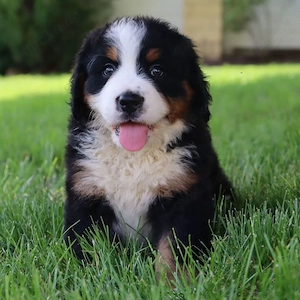 Wunderschöne Berner Sennenhund-Welpen suchen ein liebevolles Zuhause