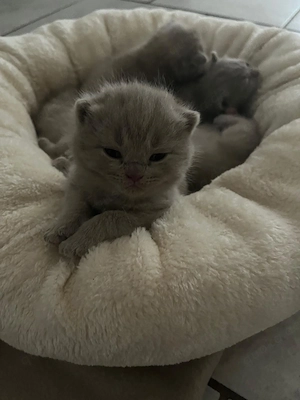 Bkh Kitten in Lilac & Blue 