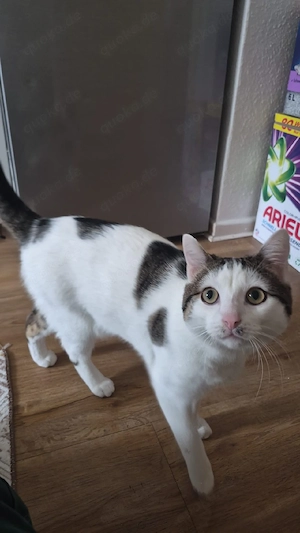 Zwei katze
